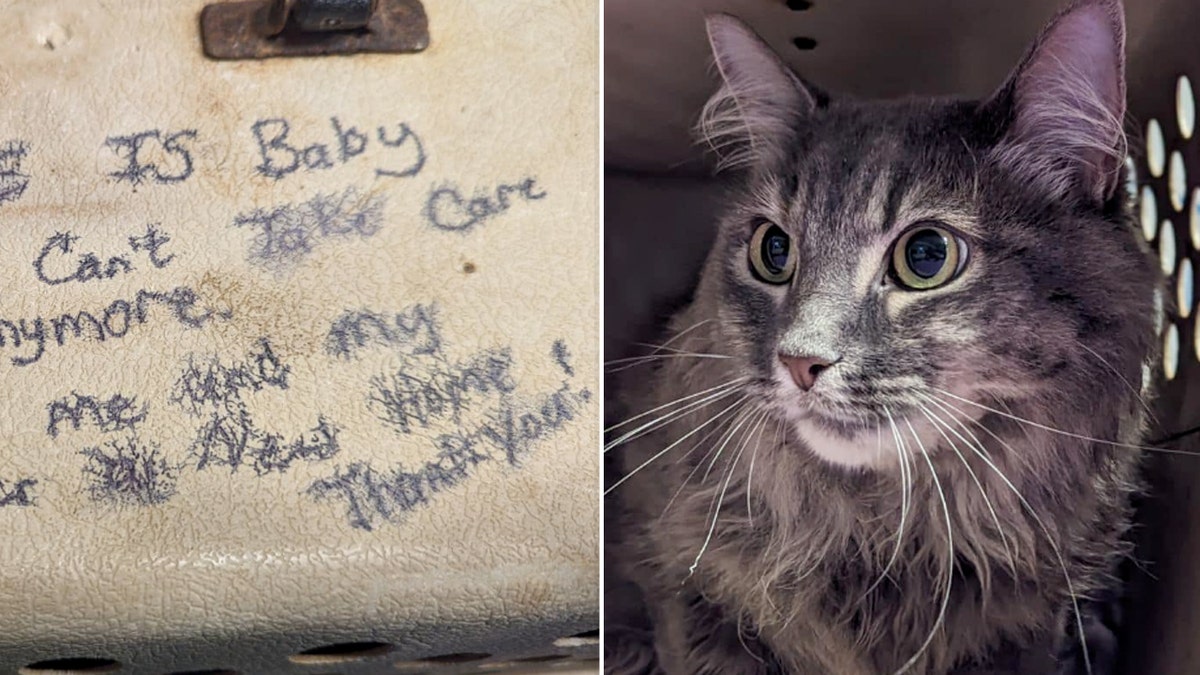 NC sibling cats with heartbreaking message