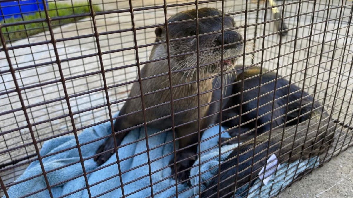 Otter after it was caught by officials
