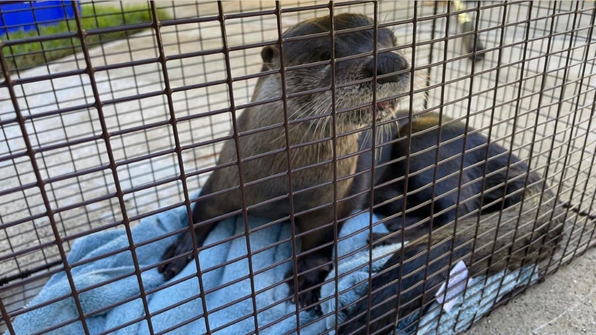 Otter after it was caught by officials