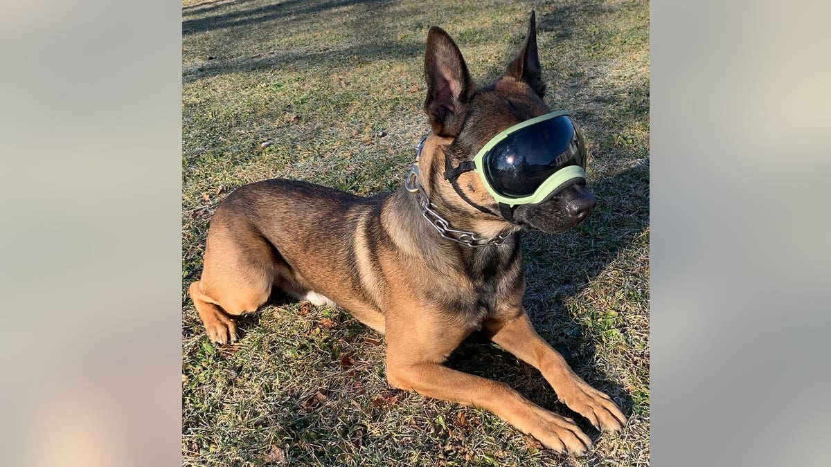 PSP k9 Loki wearing goggles and chain collar