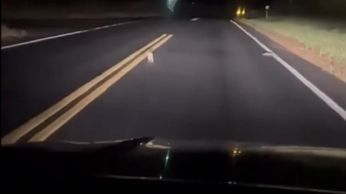 Mink runs on Pennsylvania road