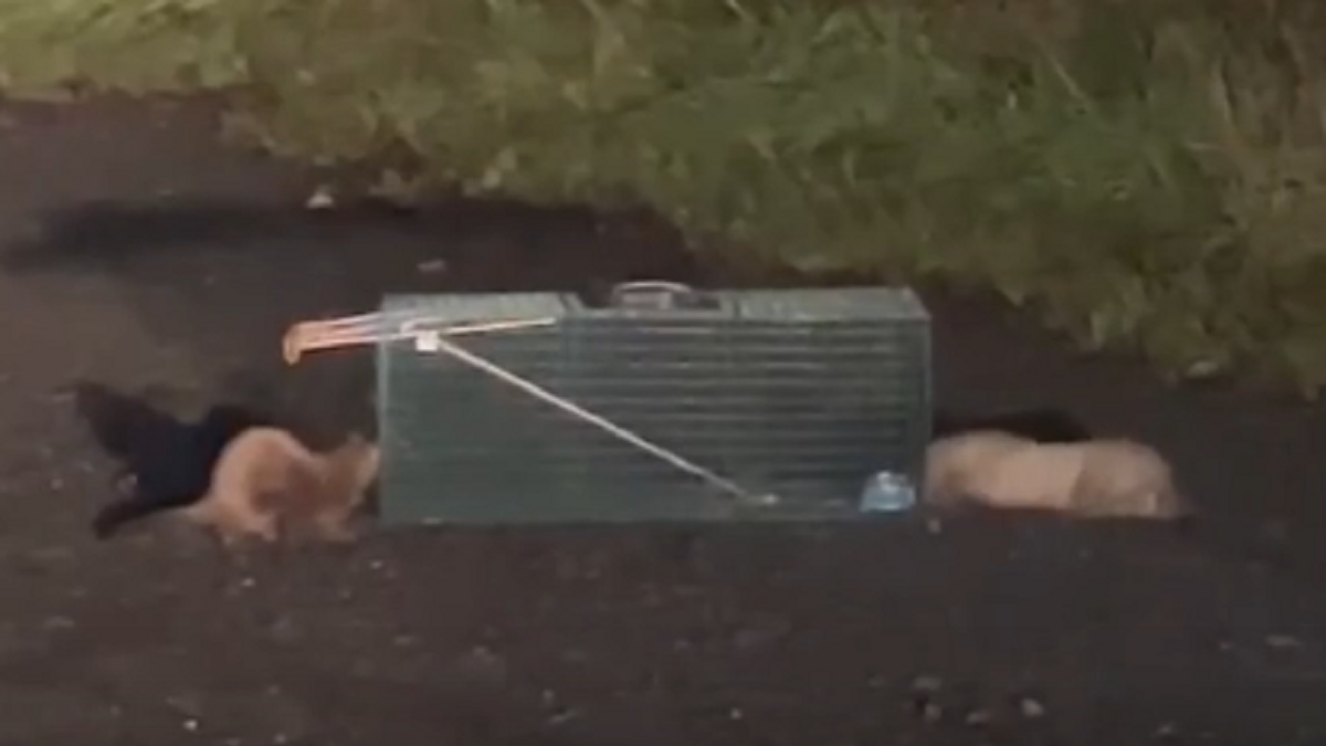 Minks surround trap in Pennsylvania