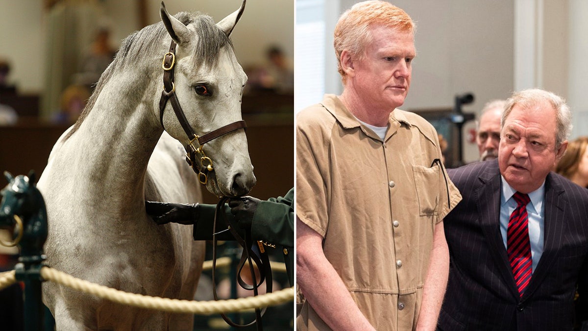 A racehorse next to a photo of Alex Murdaugh in a beige jumpsuit for his sentencing.
