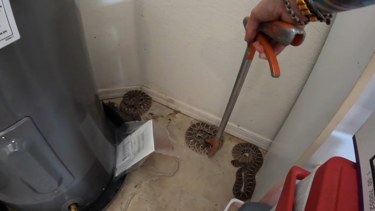 arizona rattlesnakes