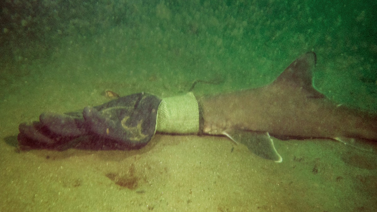 Shark in glove 