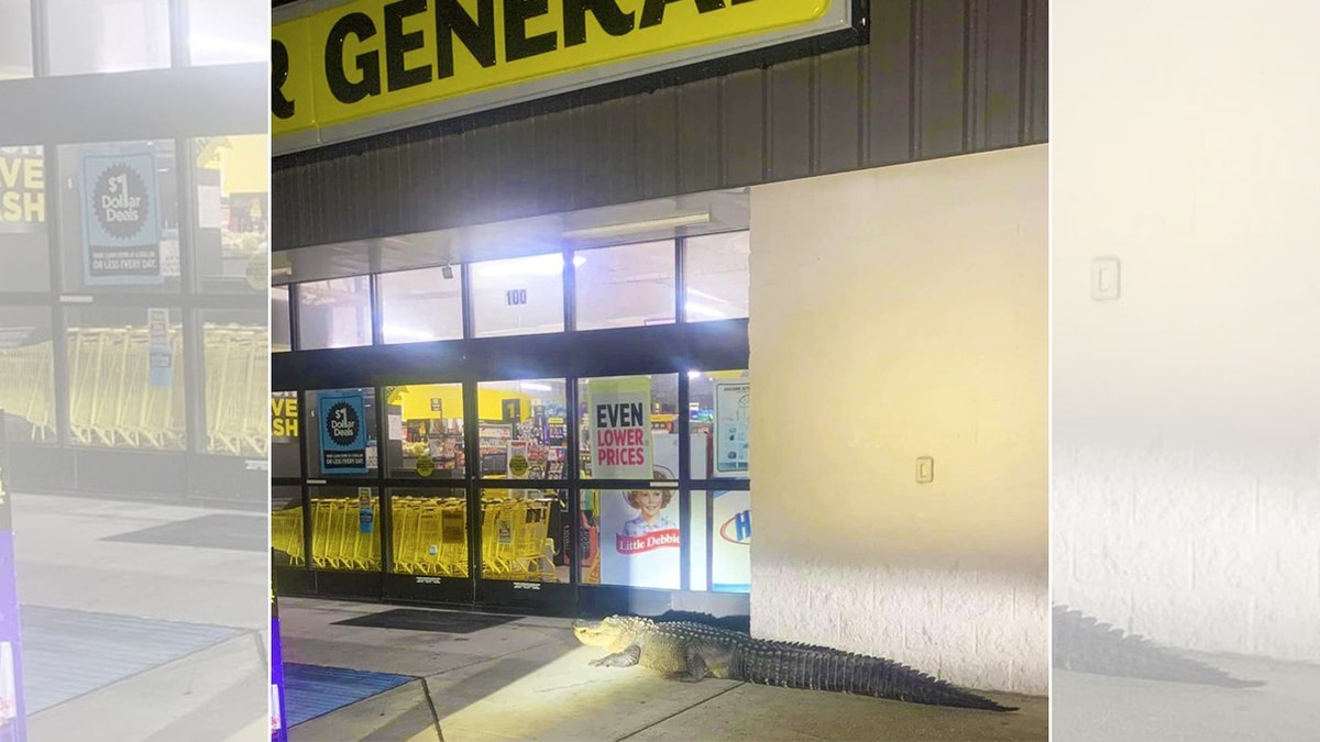 alligator snapped otuside Dollar General entrance