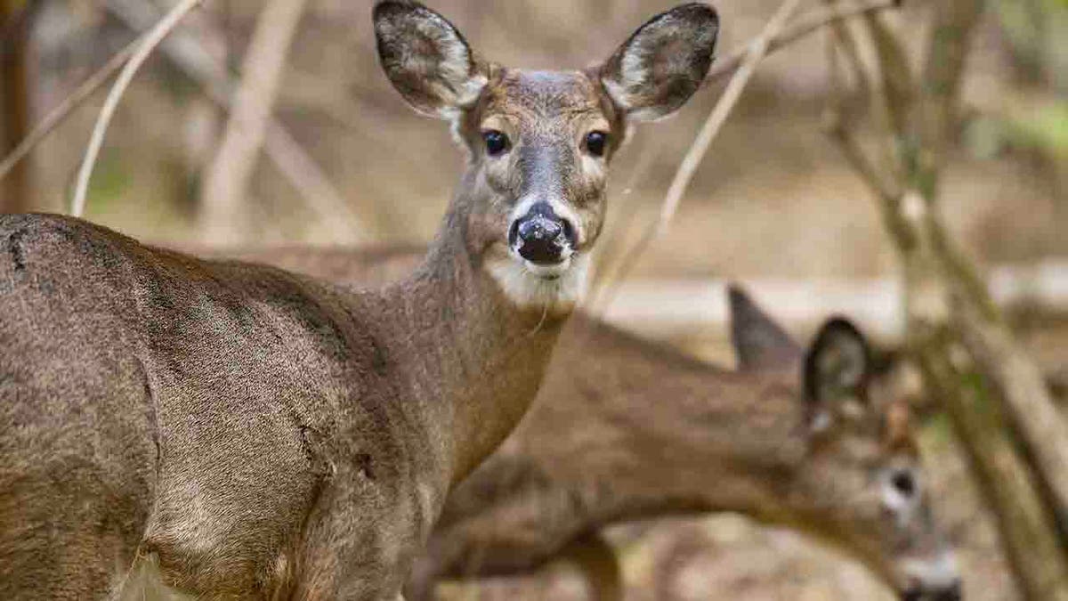 whitetail deer