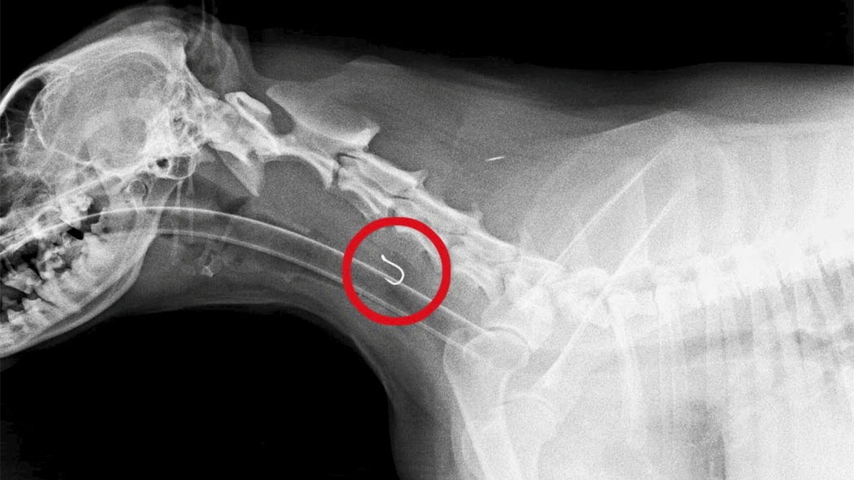 X-ray showing fishing line inside dog's body