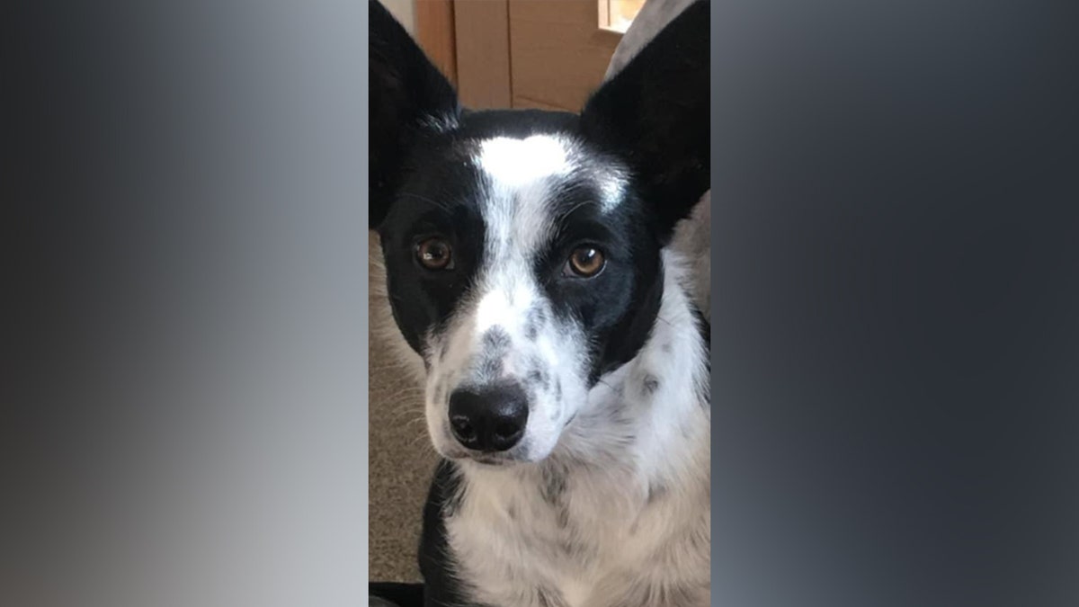 dog in UK gets fishing line stuck in its throat