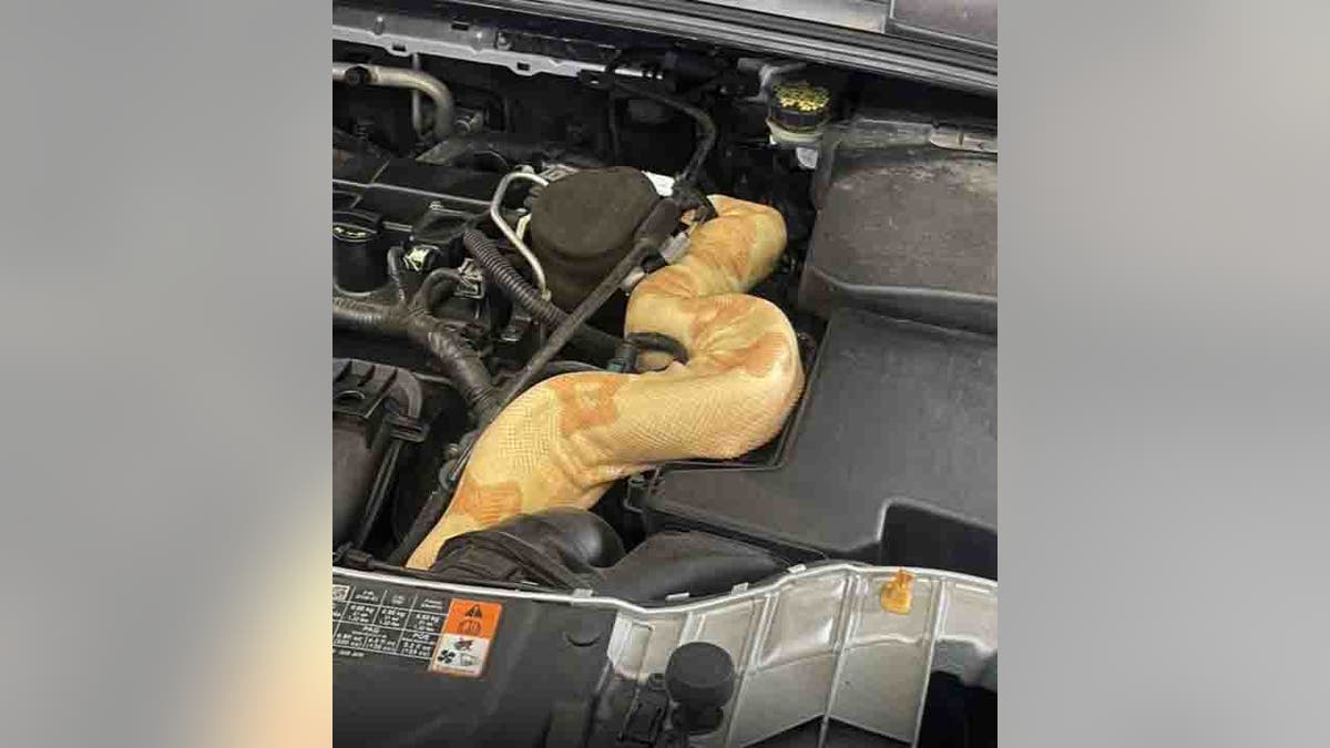 Albino boa constrictor around car engine