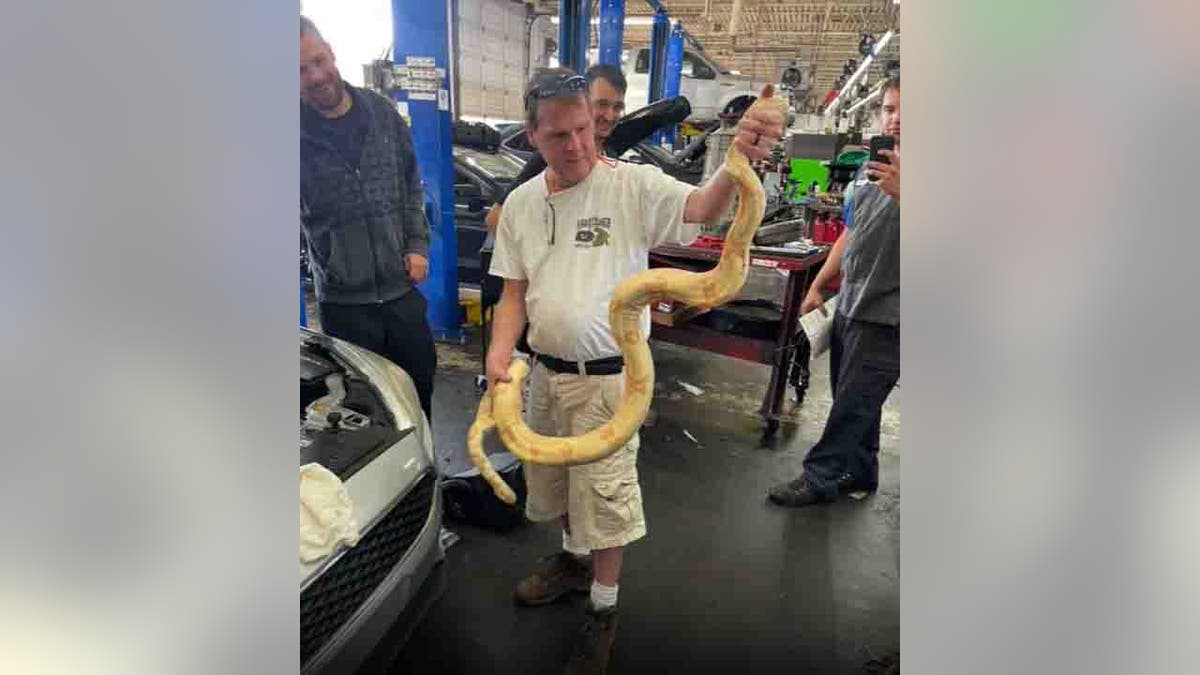 Russell Cavender holding albino boa constrictor