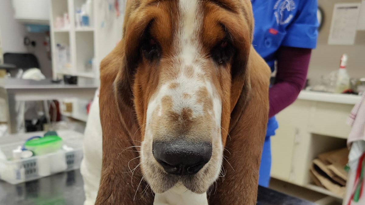 Basset Hound pre-eye surgery