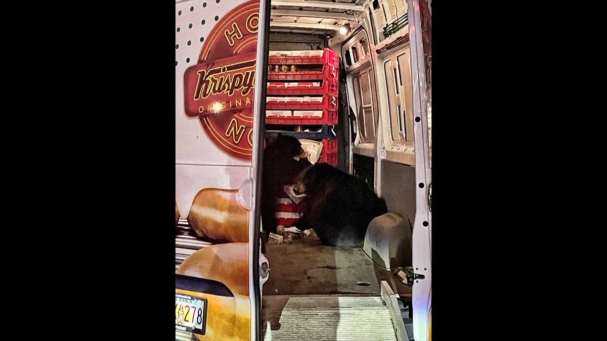 bears raid doughnut van