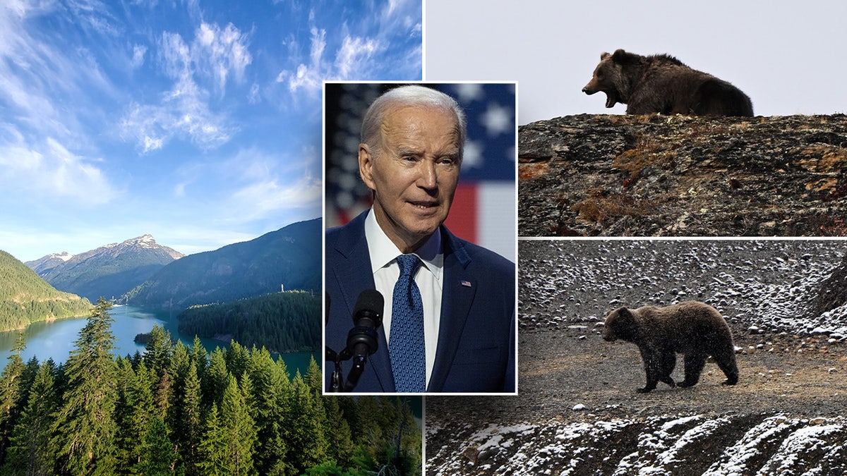 Biden and the grizzlies 