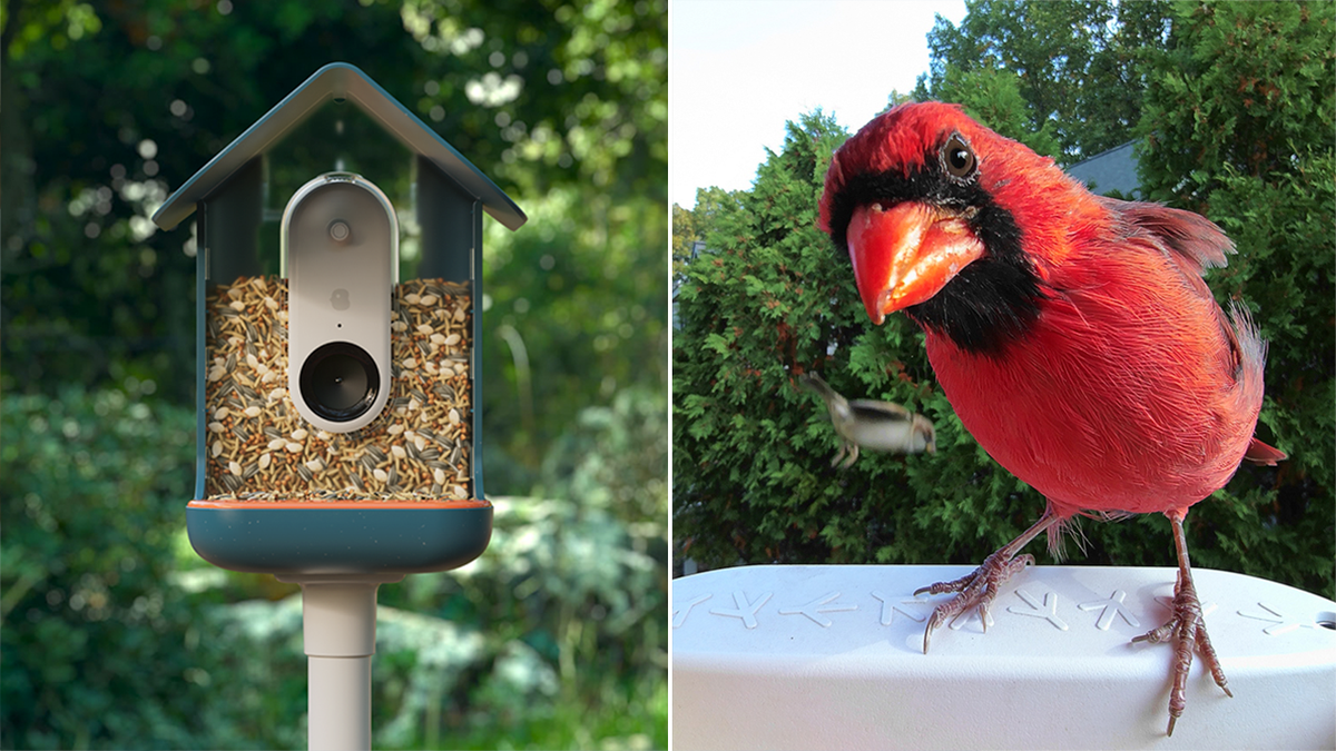 northern cardinal bird buddy feeder