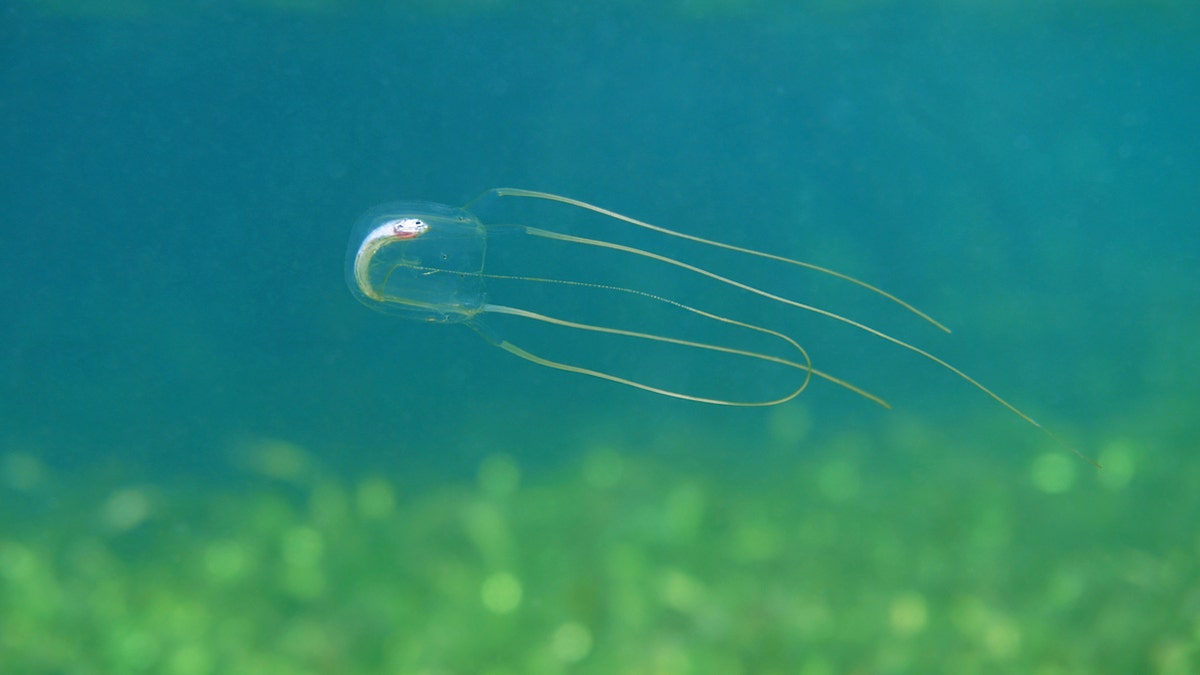 Box jellyfish