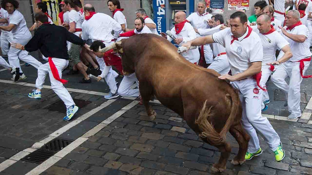 bull running in street