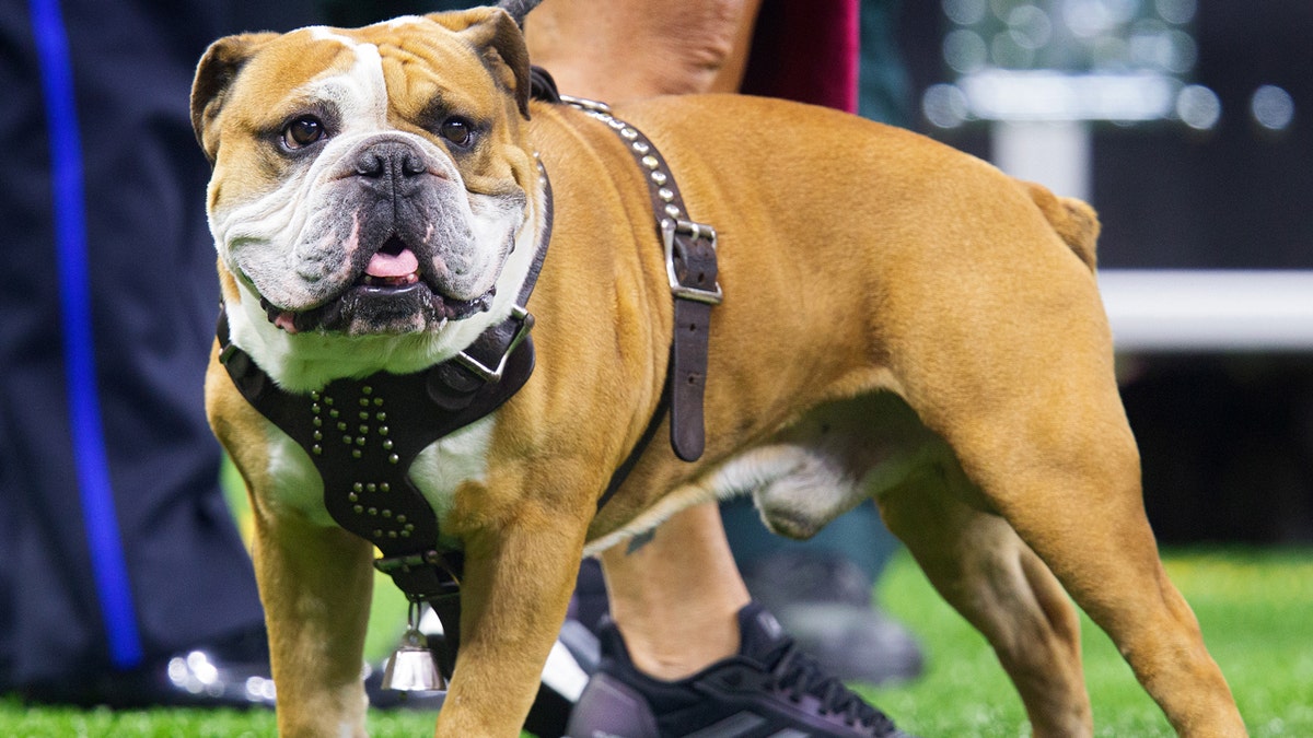 Bulldog on a leash