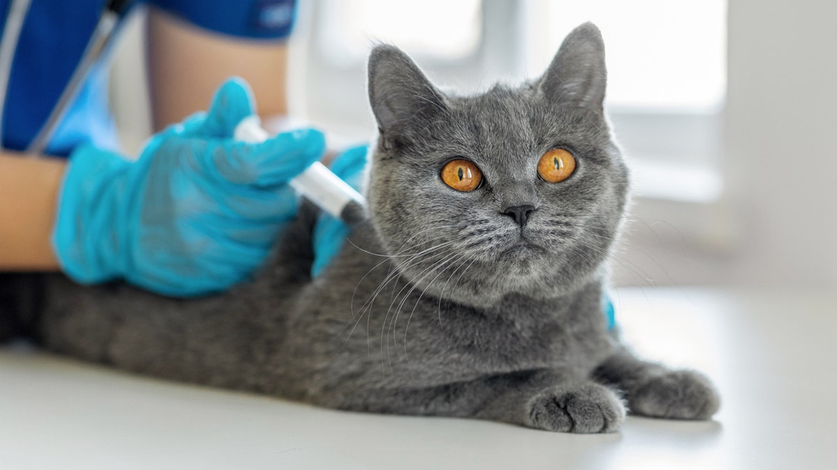 Cat vaccine