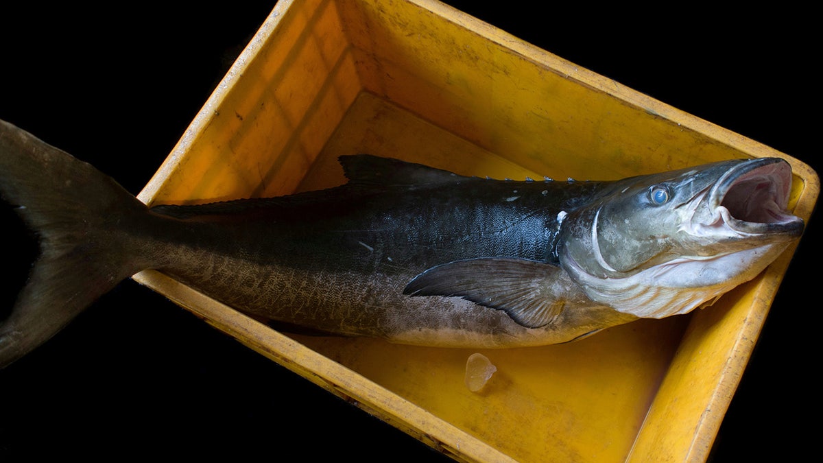 cobia fish