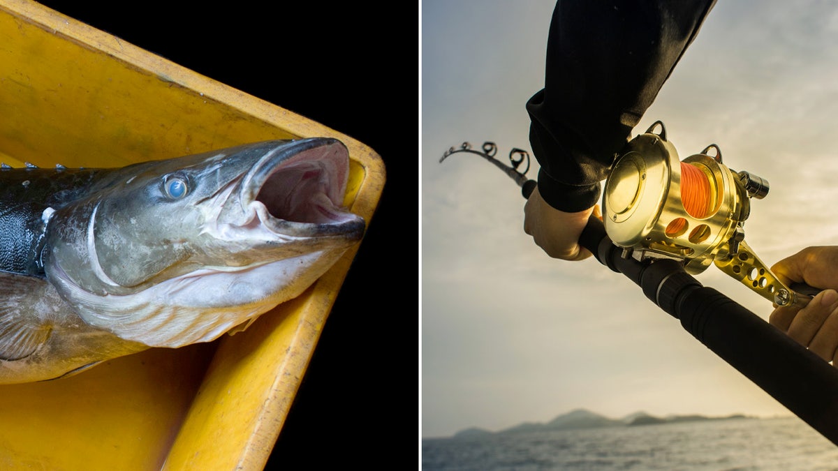 cobia fishing in florida