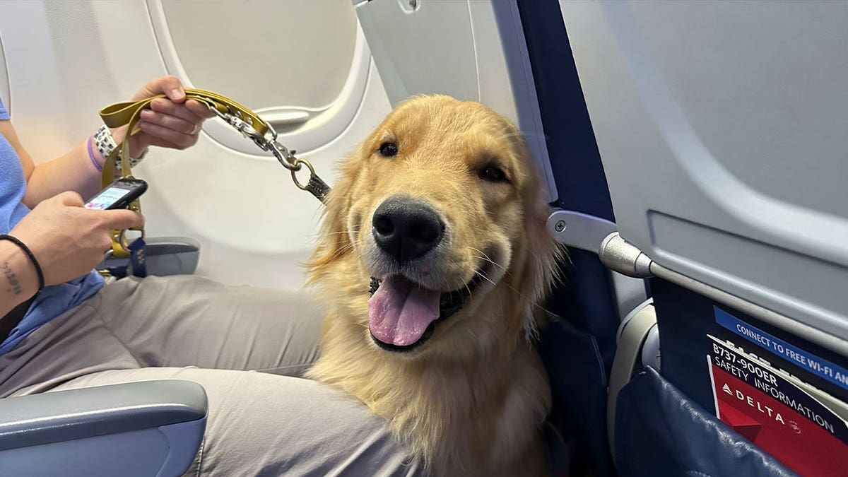 puppy on plane
