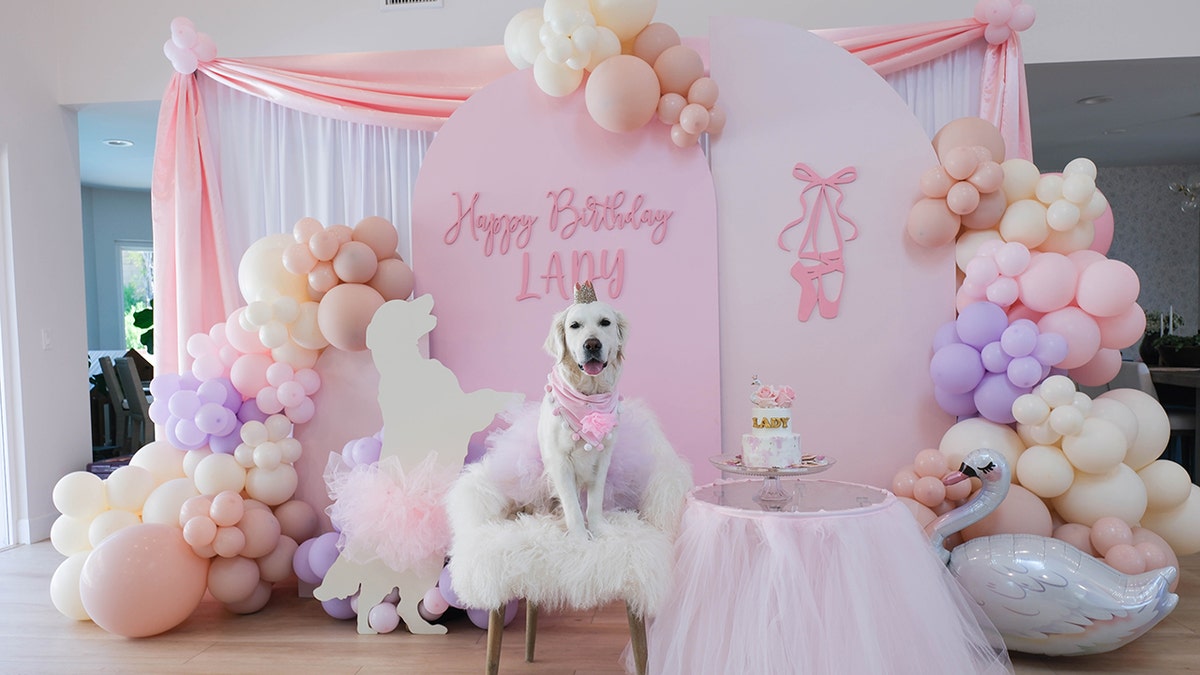 Dog birthday party