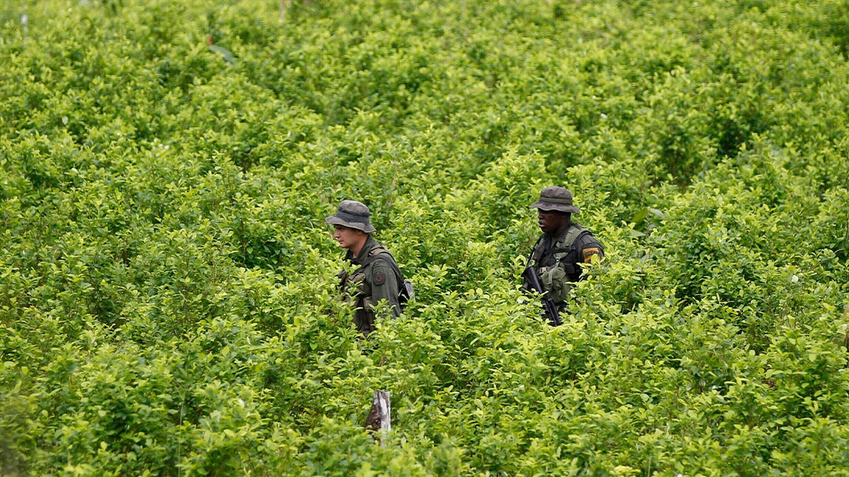 Police patrol a coca field on Colombia's southern border with Ecuador on Aug. 15, 2012. 