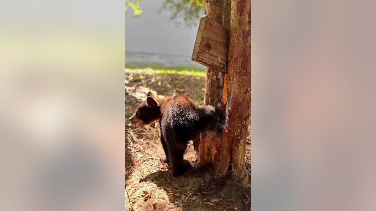 bear cub stuck in tree crook
