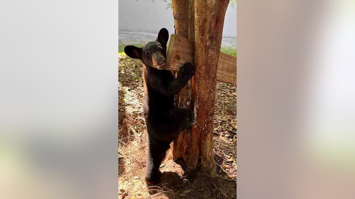 bear cub stuck in tree crook