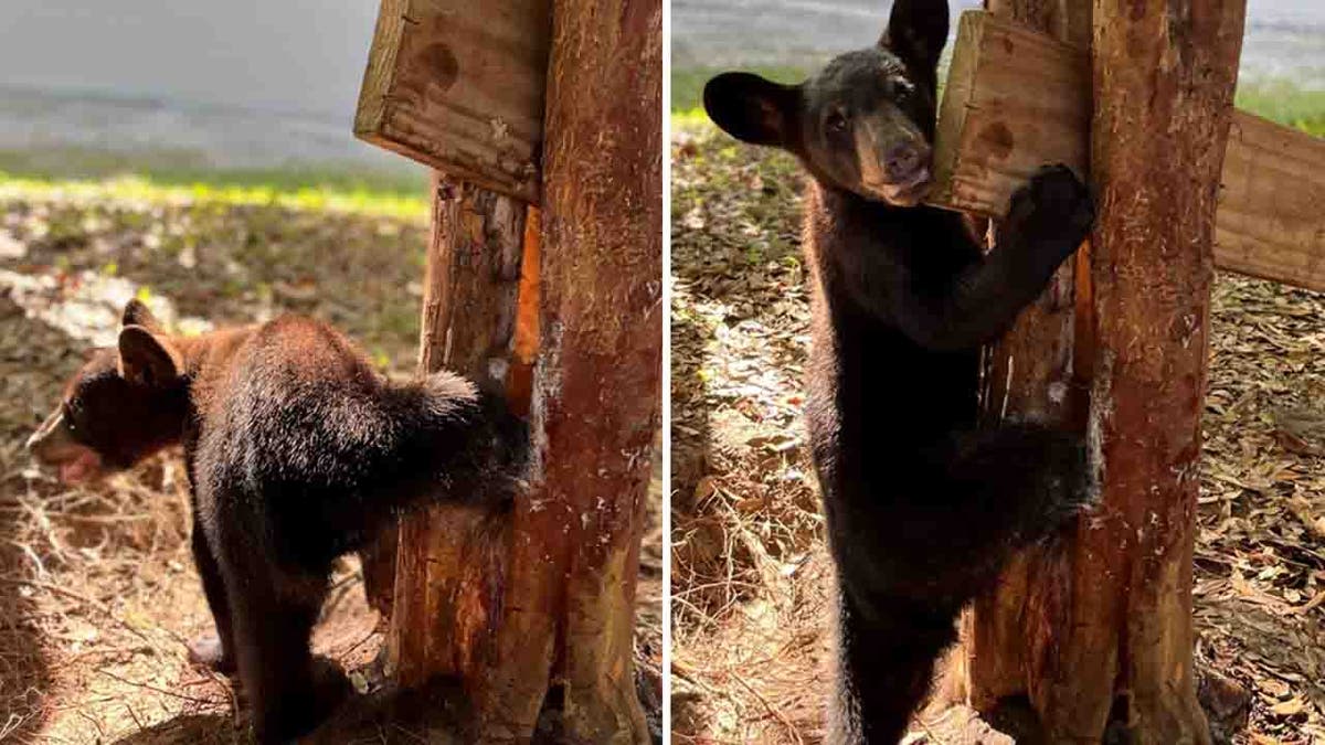 osezno atrapado en el tronco de un árbol