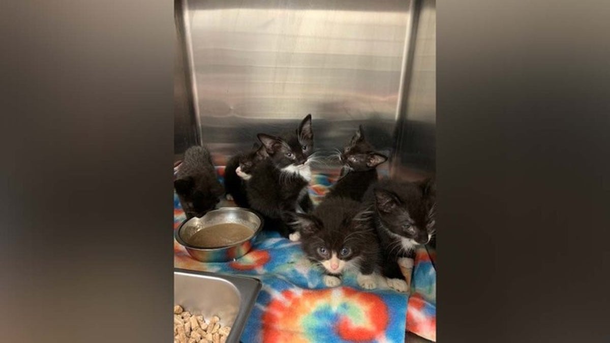 Greater Androscoggin Humane Society kitten adoption