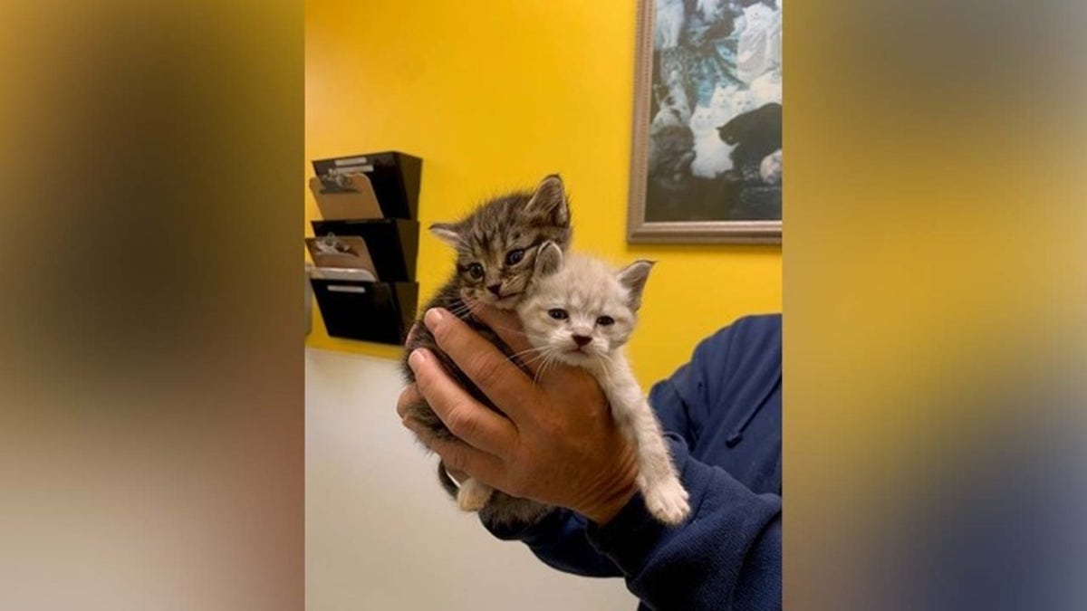 Greater Androscoggin Humane Society kitten adoption