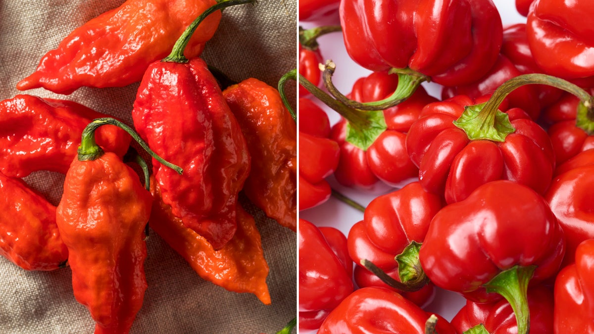 ghost pepper and habanero pepper split