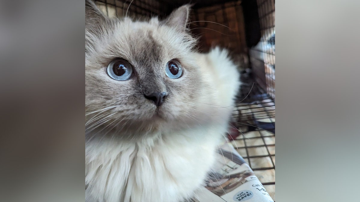 Himalayan cat with light face markings in a cage