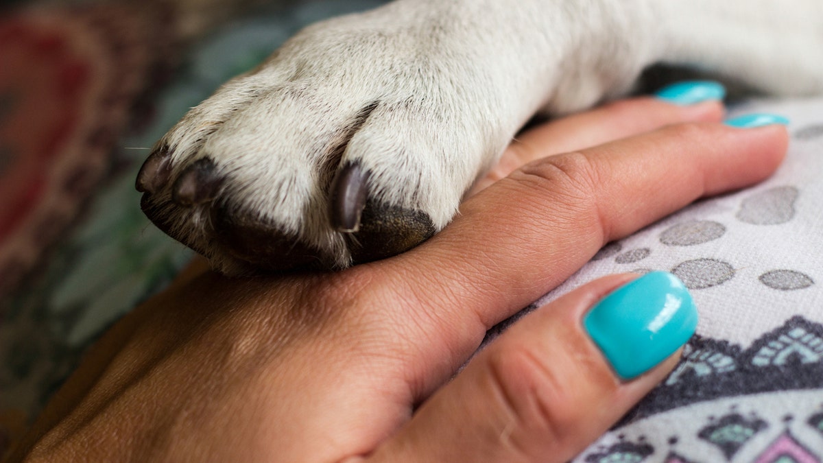 Holding dog paw