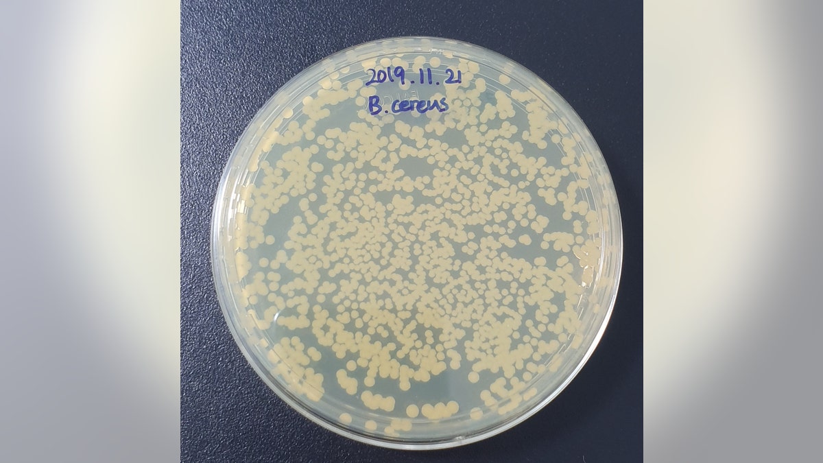 Bacillus cereus Laboratory Microbial Growth Promotion Test