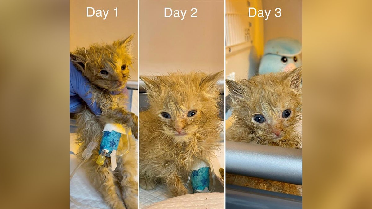 three photos of a very small ginger cat