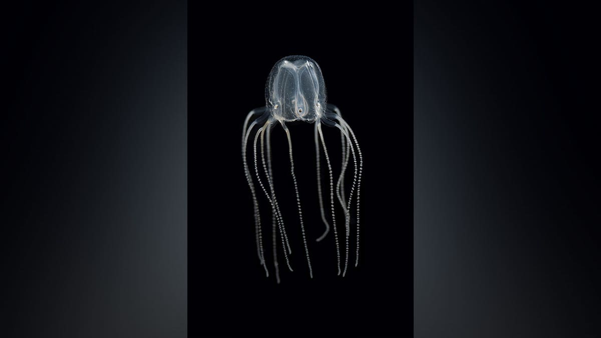 box jellyfish