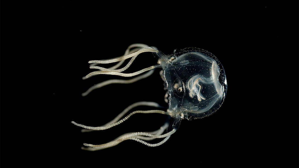 box jellyfish