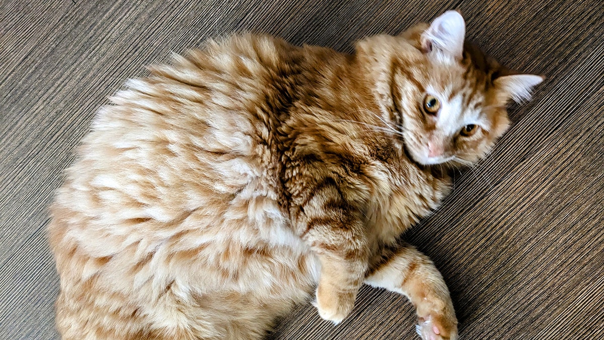 Jean Paul, a large orange cat