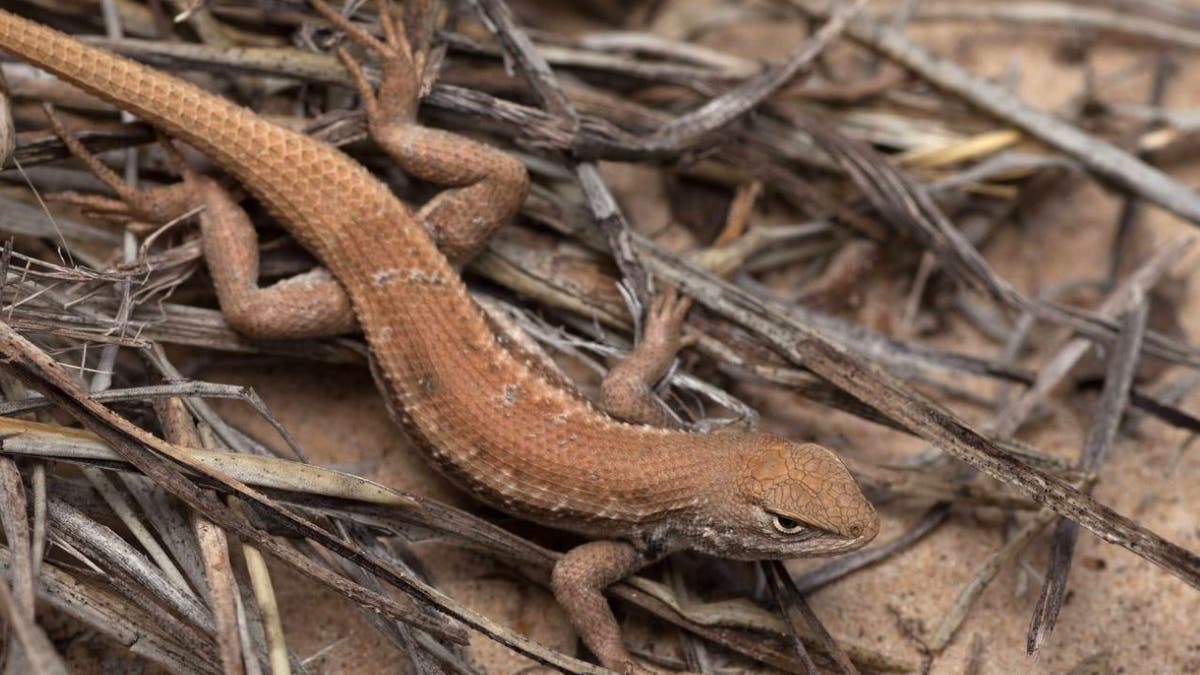 brown Dunes Sagebrush Lizard on ground