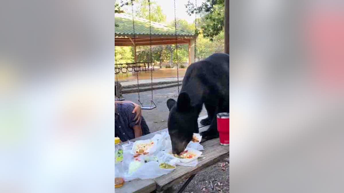 bear eating tacos