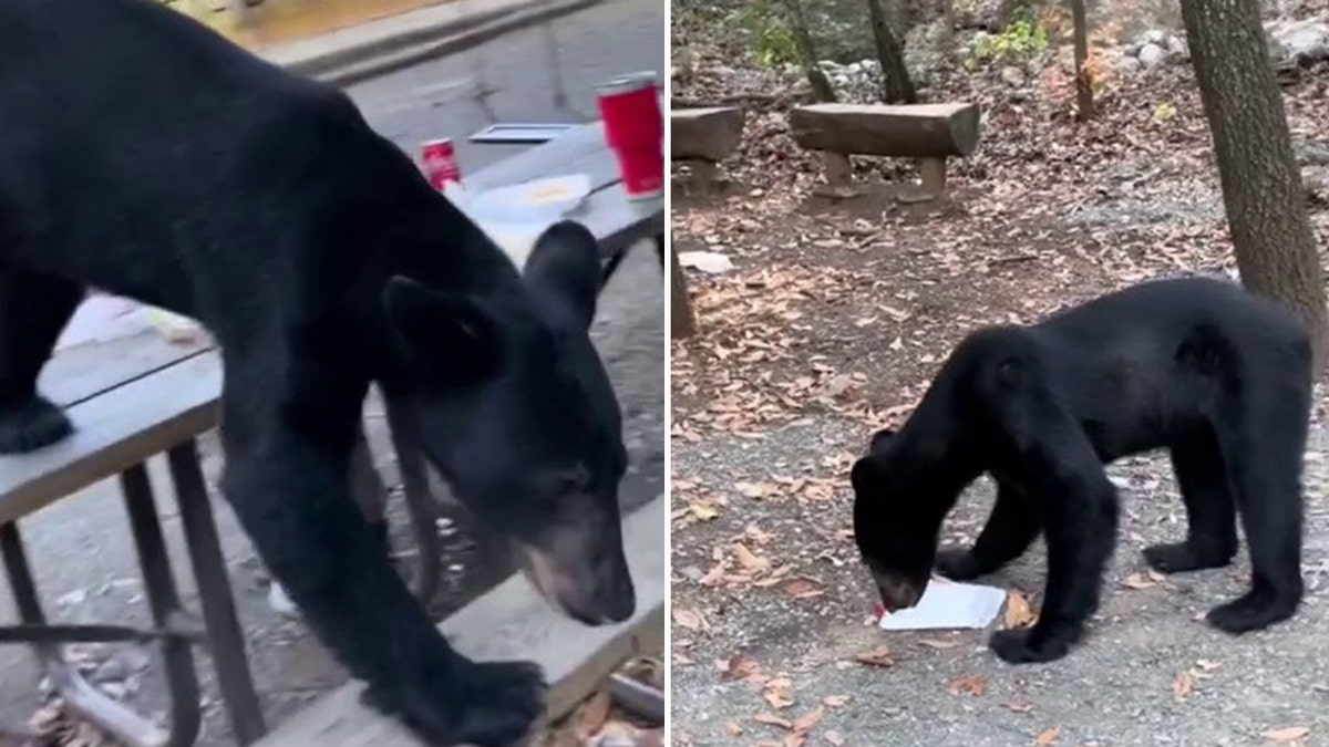 bear leaving picnic table