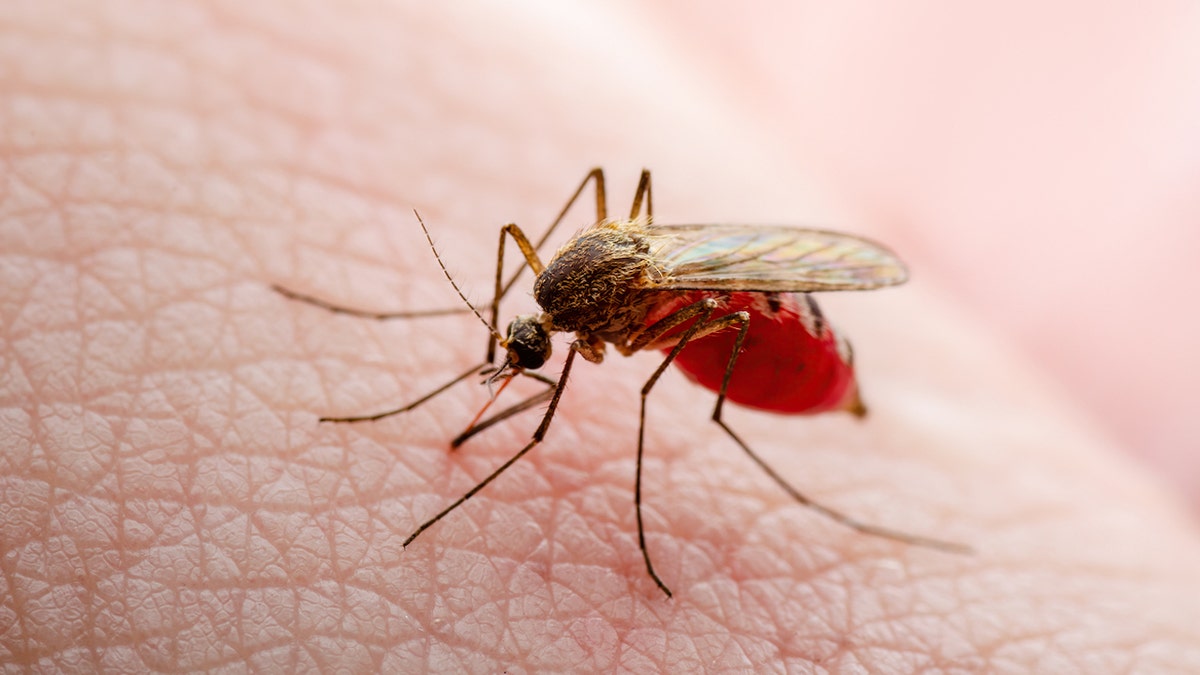 Mosquito sitting on skin