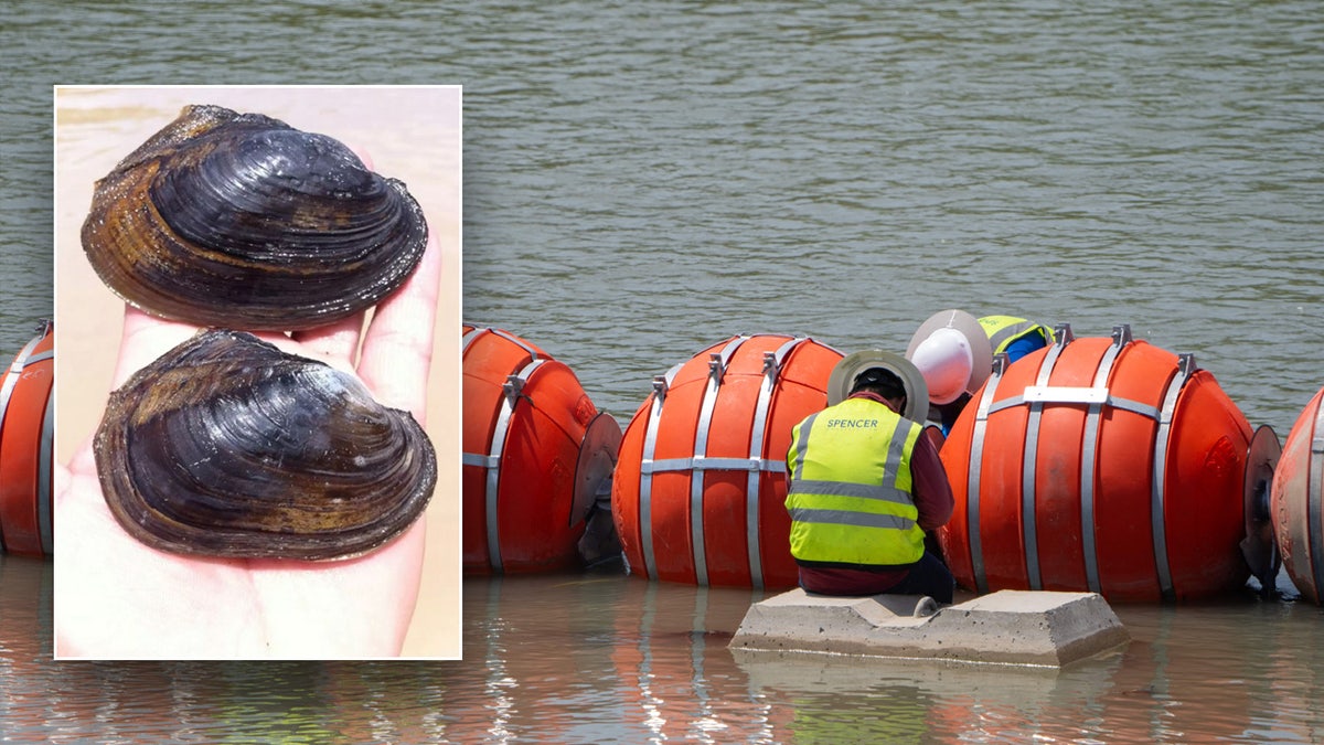 Salina mucket mussels texas border buoy rio grande