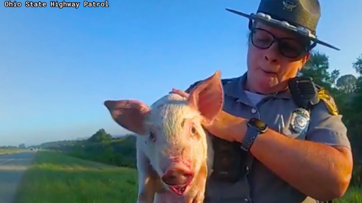 Ohio piglet rescued one