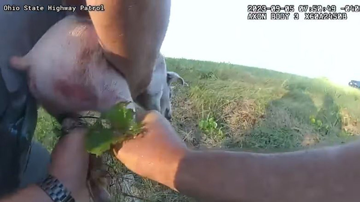 Ohio piglet rescued two