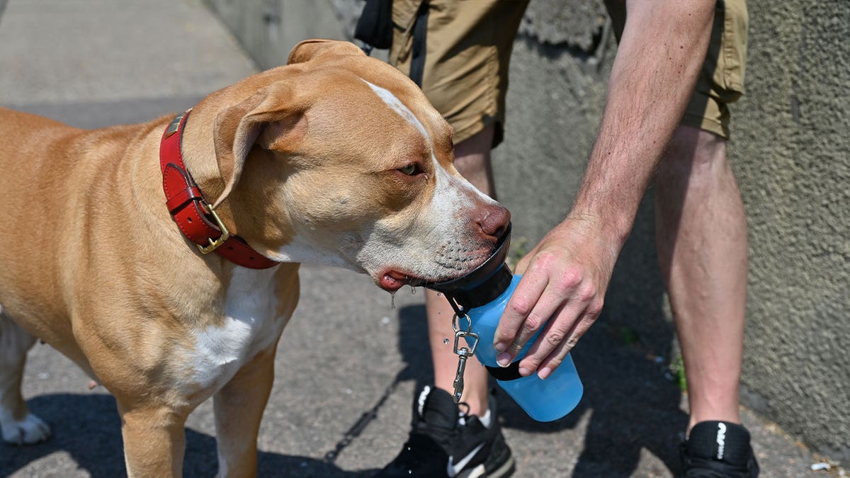 Dangerous Dogs: Should American Bully dogs be banned?