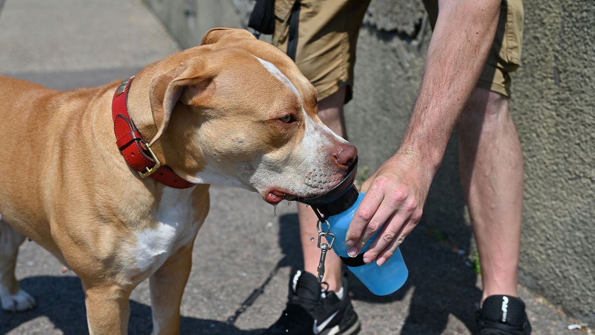 XL bully dog drinking from a cup